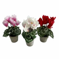POT DE CYCLAMEN