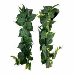 GUIRLANDE DE POTHOS - 2M