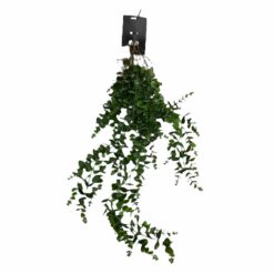 CHUTE D'EUCALYPTUS - 103CM