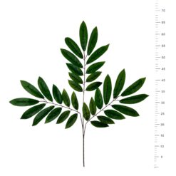 BRANCHE D'ACACIA X3 70X65CM