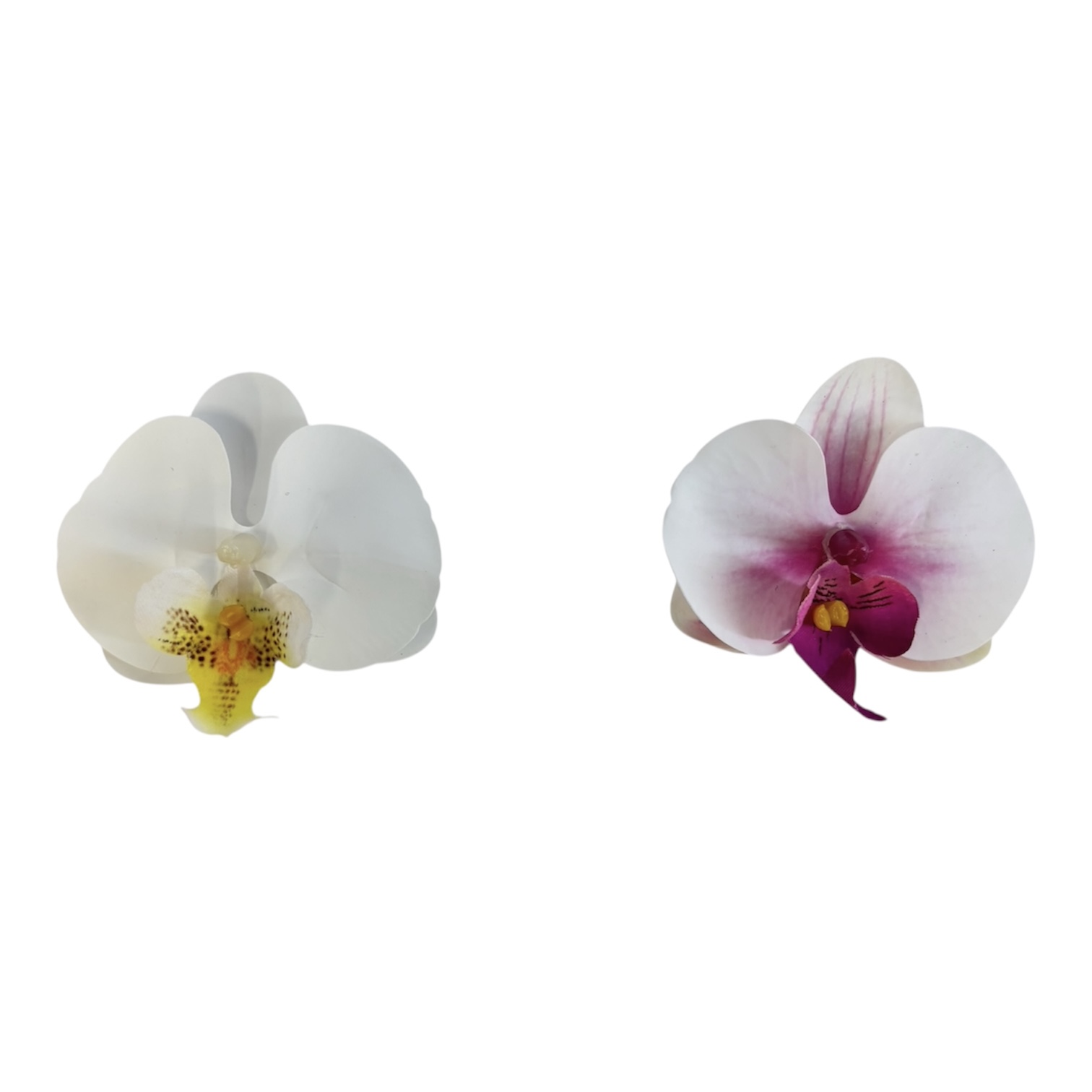 Photoroom_20251013_151606