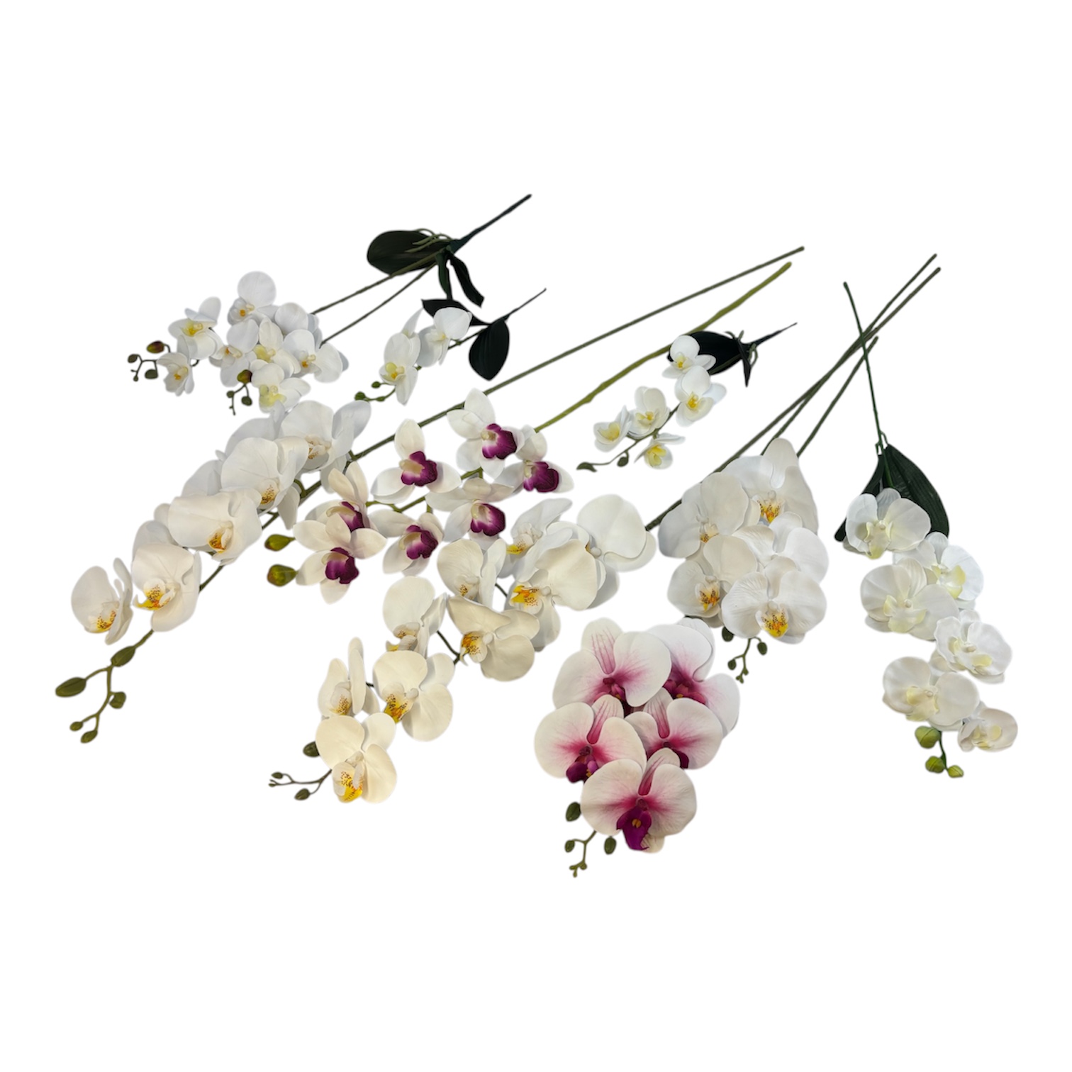 Photoroom_20251013_161314