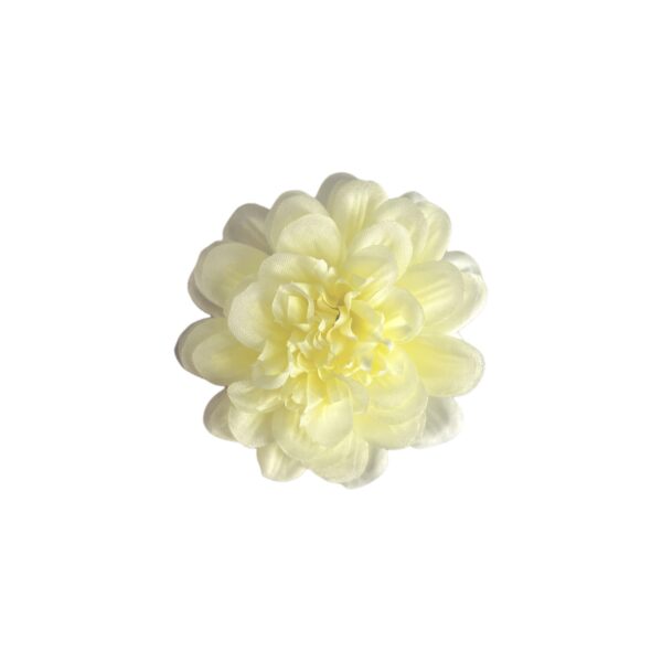 TIGE DE ZINNIA