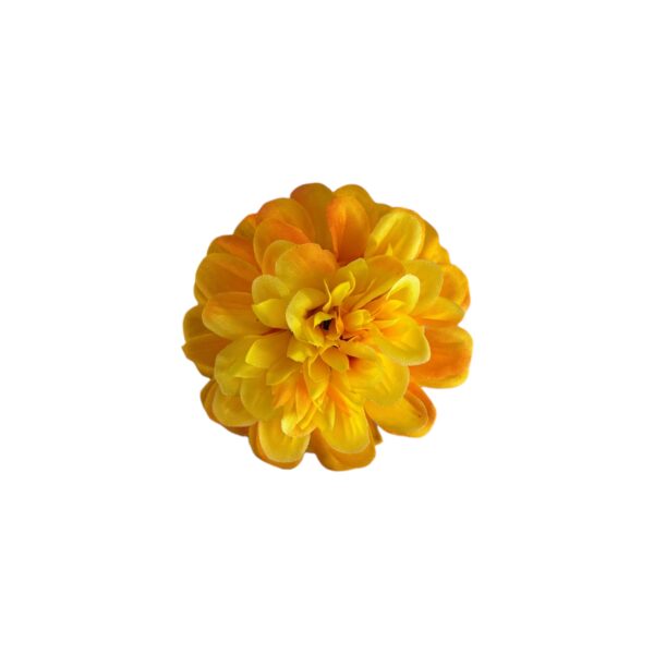 TIGE DE ZINNIA