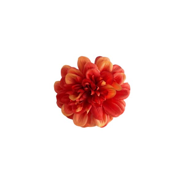 TIGE DE ZINNIA