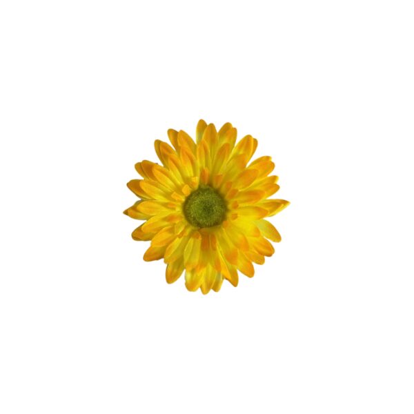 TÊTE DE GERBERAS