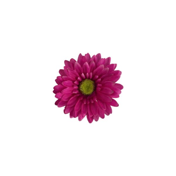 TÊTE DE GERBERAS