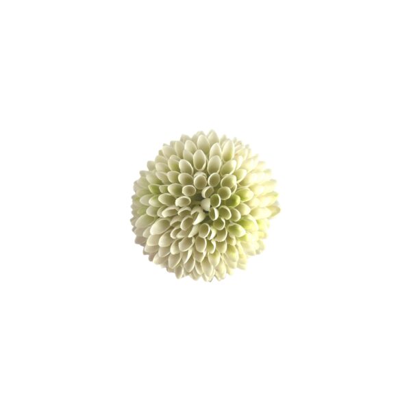 TÊTE DE DAHLIA