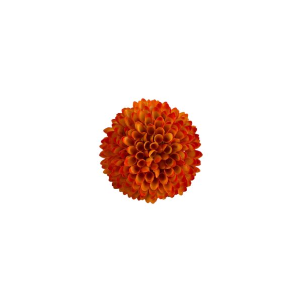 TÊTE DE DAHLIA